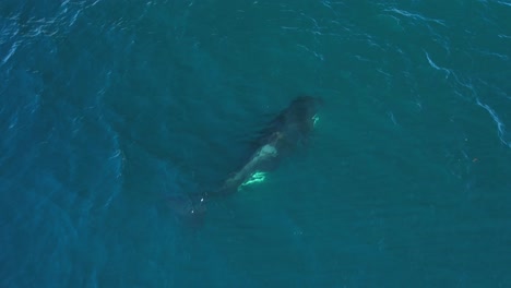 tracking an etp orca as it actively hunts with the pod for their next meal off the coast of southern california