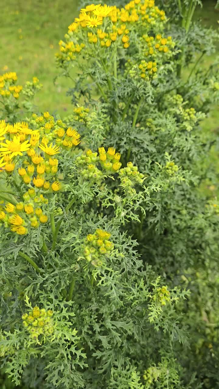 Large Ragwort plant (Jacobaea vulgaris or Senecio jacobaea) growing in pasture land in Wales, UK. Pan down.