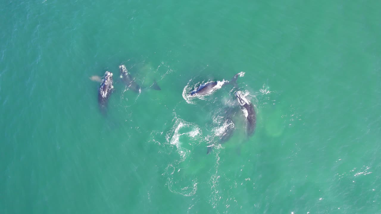 파타고니아 해안의 푸른 바다에서 함께 수영하는 오른쪽 고래  ⁇ 의 넓은 드론 공중 촬영,  ⁇ 에 고정