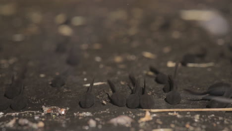 Tadpoles-closeup-in-a-pond