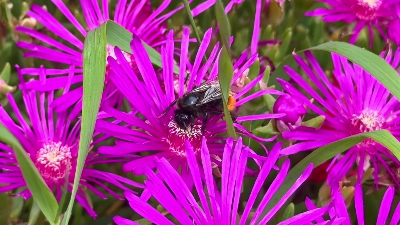 Tampilan jarak dekat lebah bumblebee lucu alias Bombus terrestris yang mengumpulkan nektar dari bunga ungu Delosperma cooperi yang mekar cerah