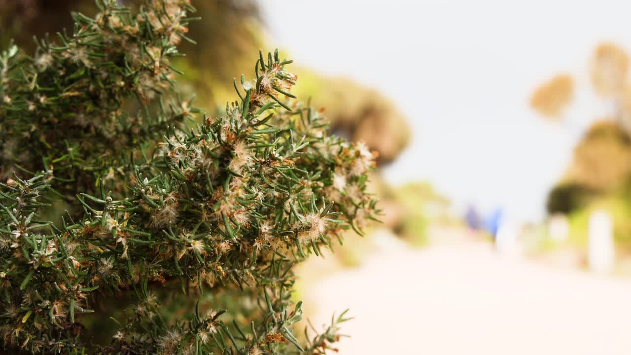 primer plano de arbustos con figuras distantes caminando