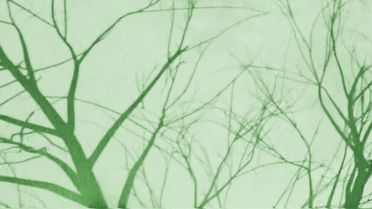 Tree branch shadows on textured green wall. Natural silhouette design