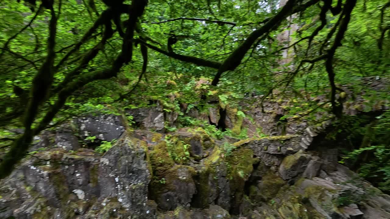 la vegetación exuberante y el puente de piedra en dunkeld