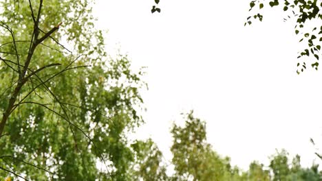 Footage-of-a-mother-lying-in-a-hammock-in-the-countryside,-whilst-on-a-tablet-computer