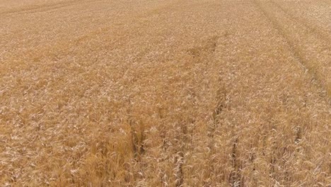 golden color wheat field growing, low altitude aerial view