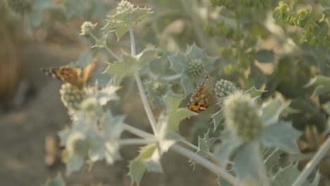 Feverweed-prickly-plant-with-two-painted-lady-butterflies,-close-up-rack-focus