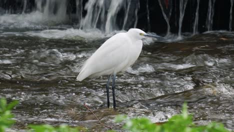 little egret standing on the rocky stream in yangjae, seoul, south korea