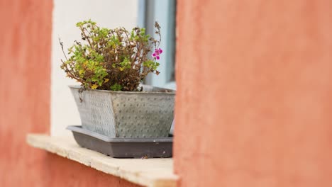 flor en una ventana junto a un jardín francés