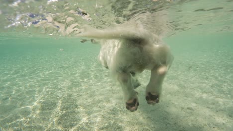 Split-Shot,-Halb-über,-Halb-Unter-Wasser-Eines-Niedlichen-Kleinen-Hundes,-Der-In-Zeitlupe-In-Kristallklarem-Wasser-An-Einem-Tropischen-Strand-In-Französisch-Polynesien-Im-Südpazifik-Schwimmt