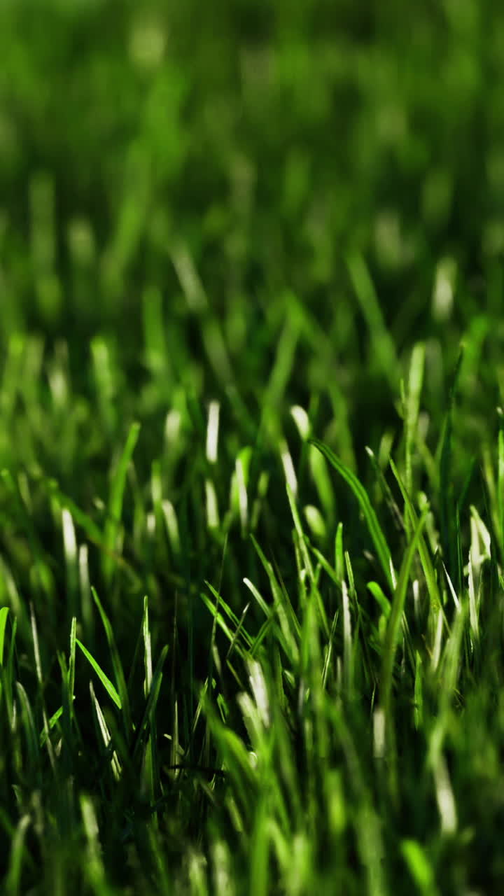 Vibrant green grass swaying gently under sunlight in a serene outdoor setting