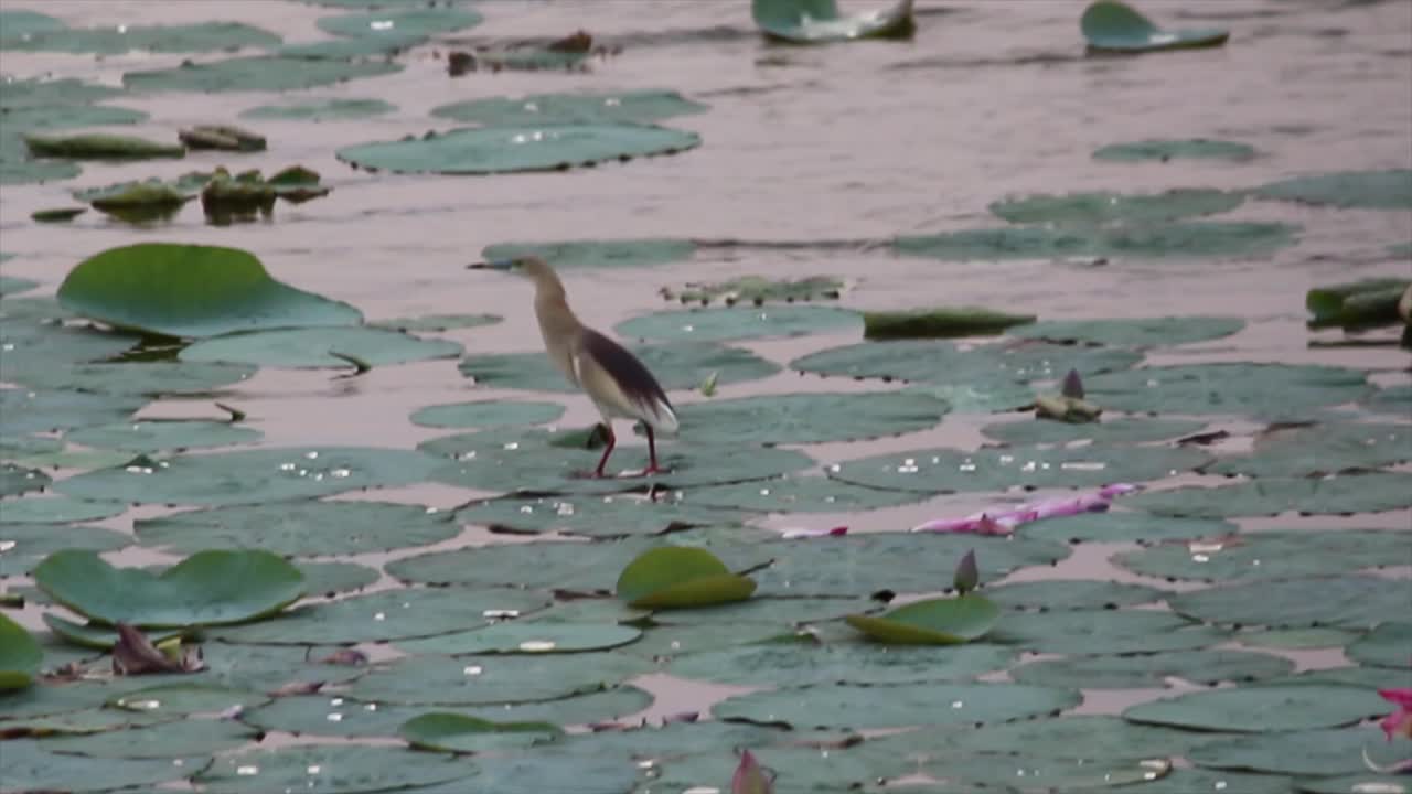 Water bird walks over lotus leaves in serene wetland at sunset. Ideal 4K footage for nature documentaries, birdwatching or tranquil meditative content.