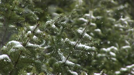 a look at pine needles as they collect snow