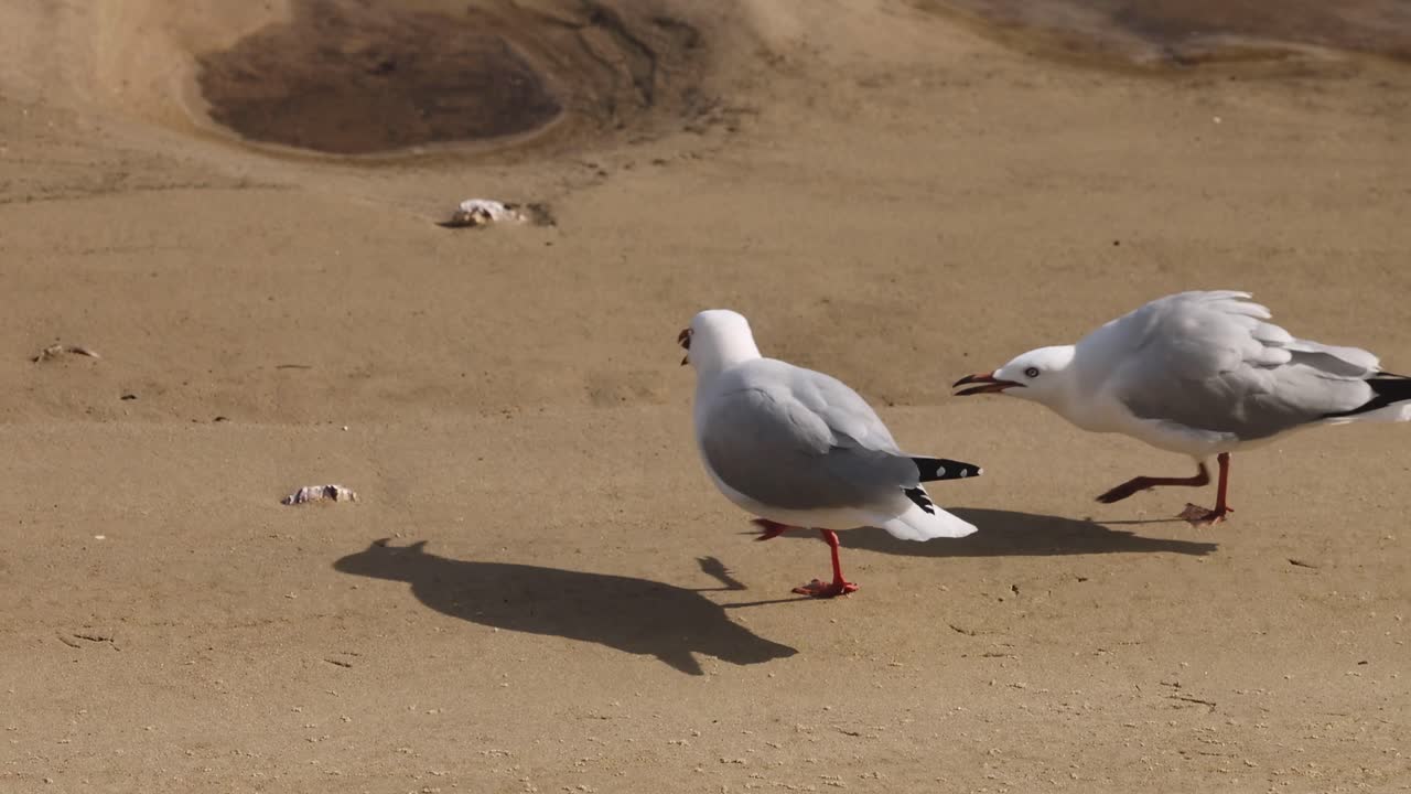 Two seagulls energetically chase each other across a sandy beach, displaying playful and dynamic interactions.