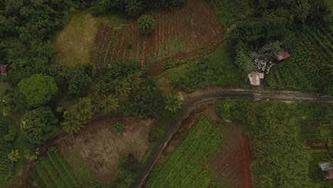 Un-Dron-Descendente-De-Arriba-Hacia-Abajo-Disparó-Sobre-Frondosos-árboles,-Campos-Y-Casas-En-Guadalupe