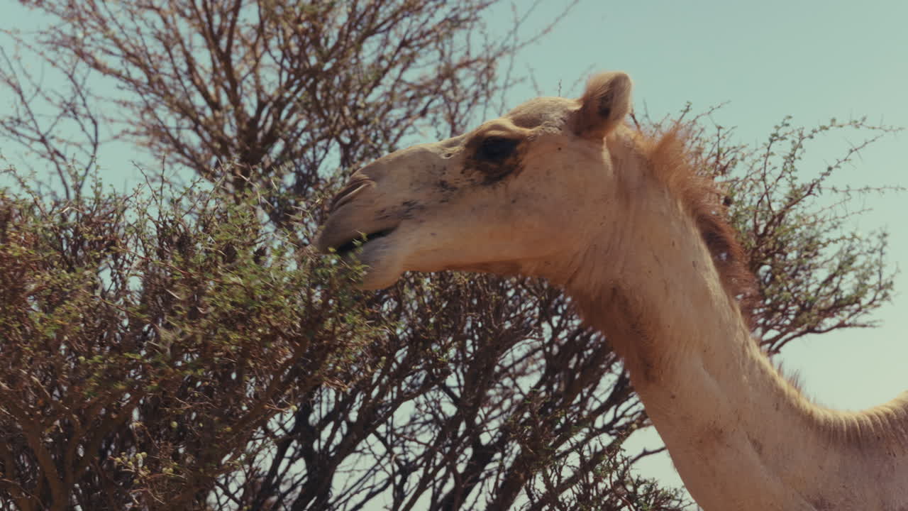 Camel in Desert Landscape