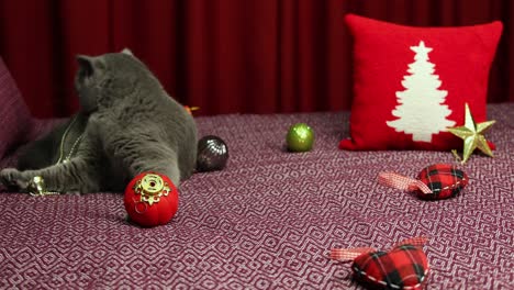 gray fluffy british shorthair cat is playing with new year concept decoraiton on damson bedcover