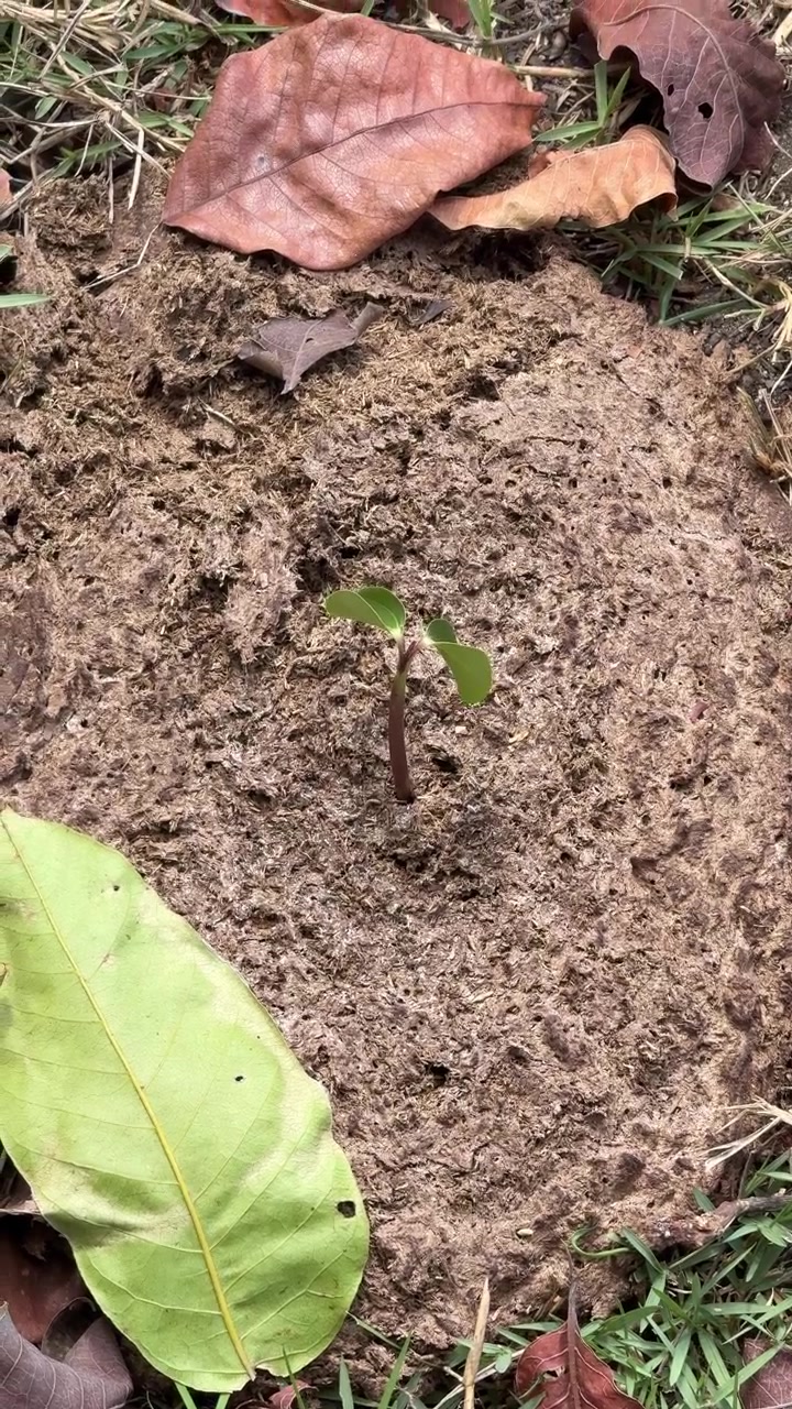 Small Green Sprout Growing from Animal Manure in Nature