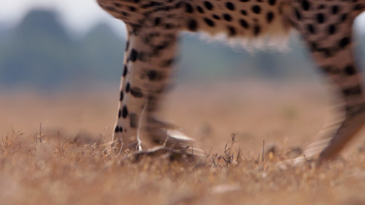 Close up shot of a cheetah's limbs strolling across the grasslands
