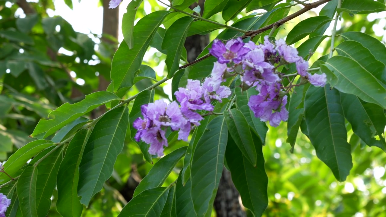 Un bellissimo albero dai fiori viola con foglie verdi che ondeggia nella brezza