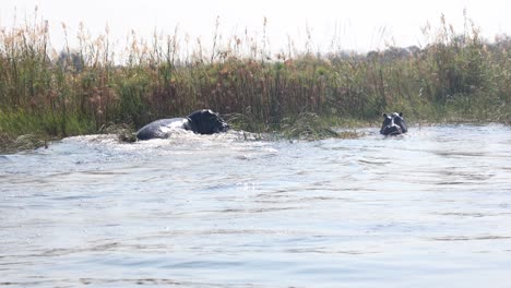 two hippopotamus bathing in cuando river water in namibia