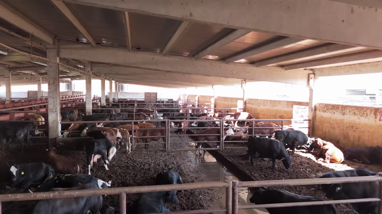 Drone flies directly over cows in enclosed barn - close-up aerial view of dairy cattle from above. Modern livestock farming perspective