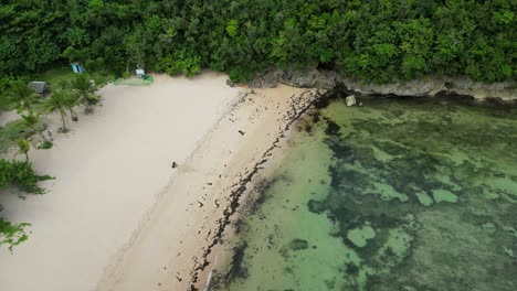 descending aerial view of a stunning tropical white-sand beach covered in seaweed with nearby palm trees and crystal clear waters