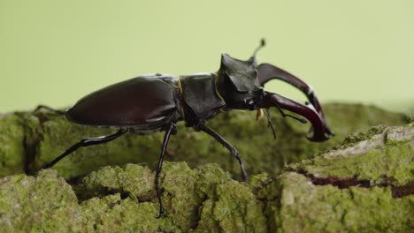 stag beetle on tree bark