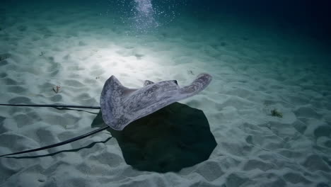 stingray resting on the sandy ocean floor