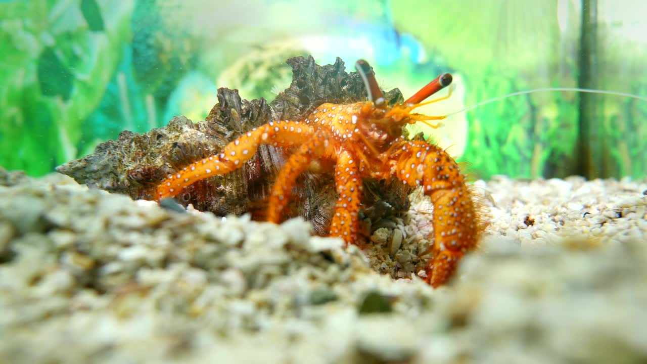 아름다운 은둔자 크래브가 음식을 먹고 있습니다.