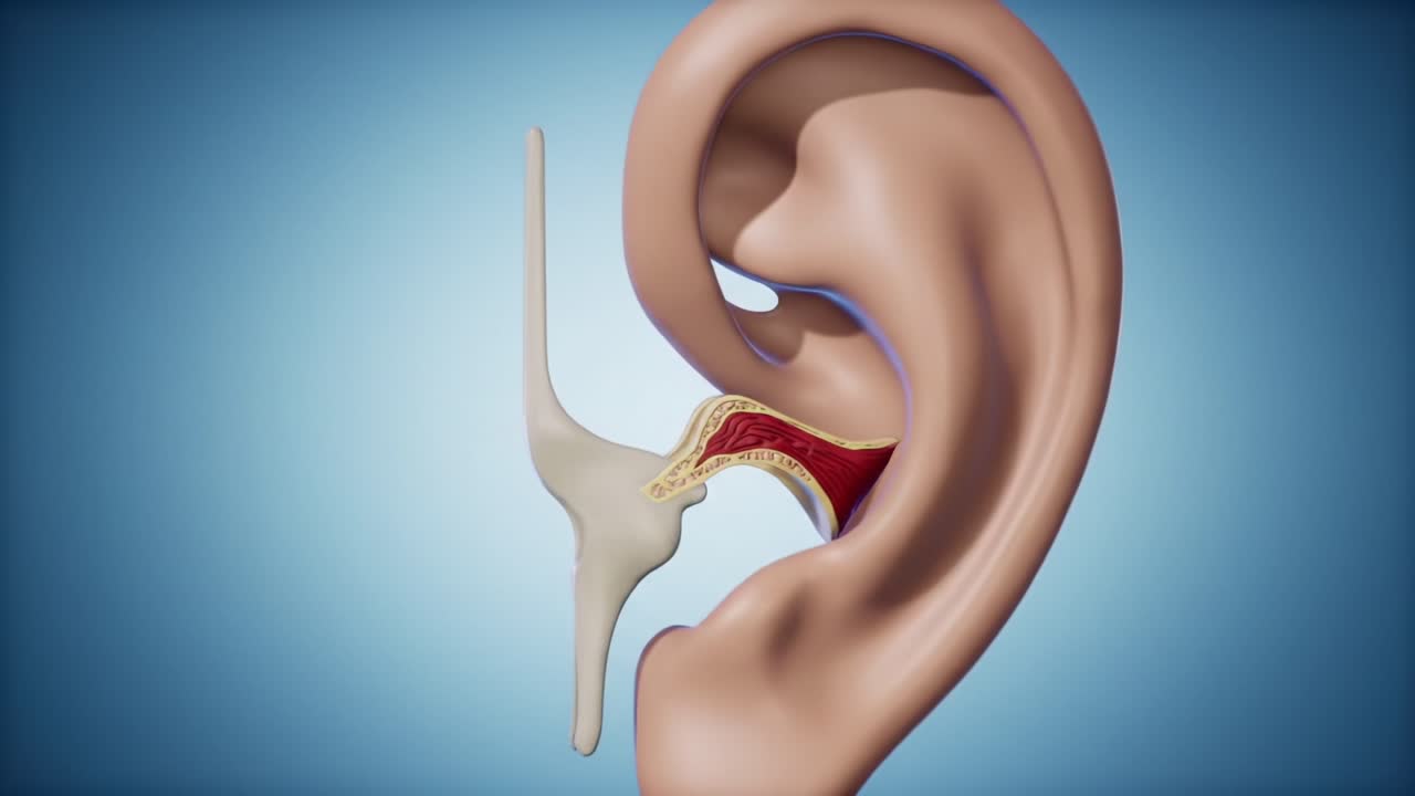 Exploring Anatomical Structures: A Detailed Examination of the Human Knee Joint and Ear Anatomy through 3D Renderings for Educational Purposes