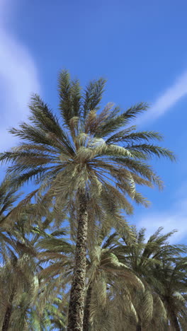 palmeras contra el cielo azul