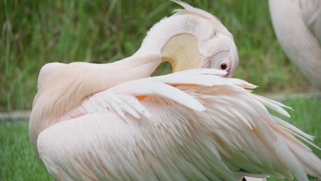 pelícano blanco oriental está limpiando plumas con su pico - primer plano