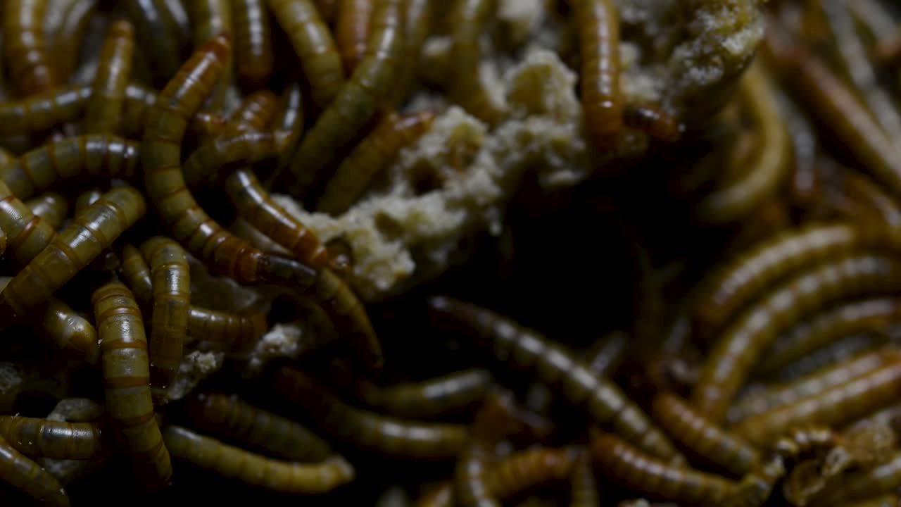 O Tenebrio é uma espécie de besouro Tenebrionidae usado para alimentar animais de estimação como peixes, cobras, pássaros e sapos.