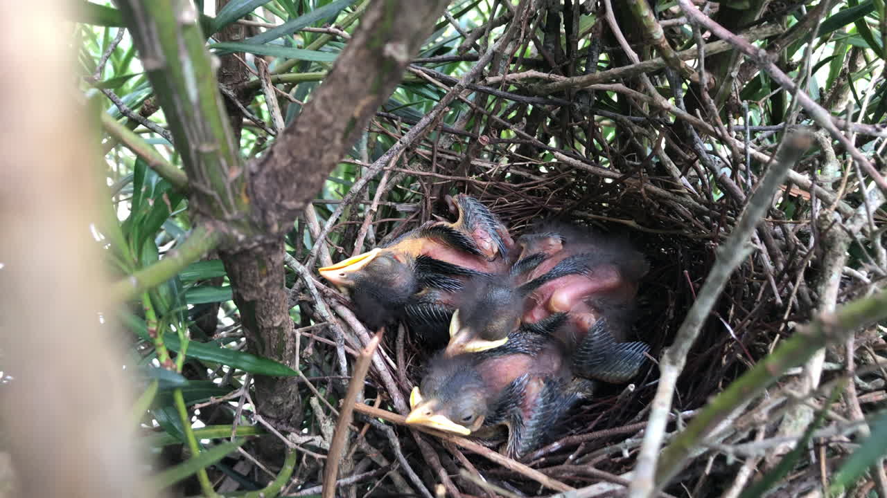 Hatchlings Sleeping In The Nest