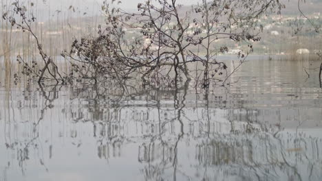 Lake-Plants-Sticking-Out-Of-The-Water-Surface-In-Motion-With-Reflection,-Landscape-In-The-Background---Medium-static-shot