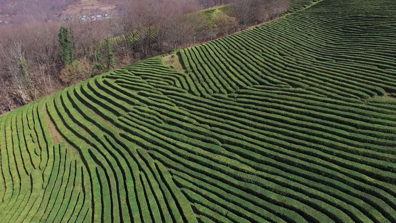 Shooting of natural tea plantation