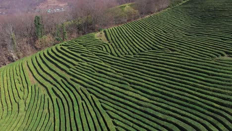 shooting of natural tea plantation