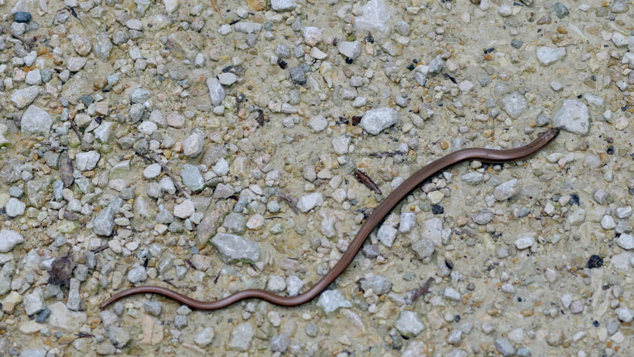 Close up top view showing crawling Anguis Fragilis on stony ground during sun,4K - Deaf Adder or Slowworm in action