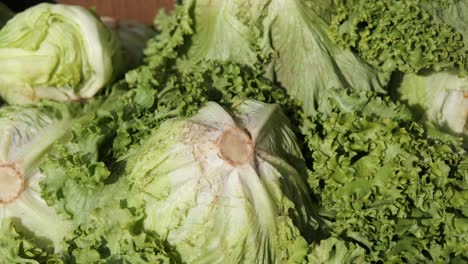 fresh green lettuce