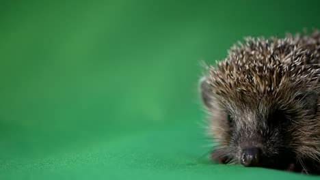 3d animation showing the anatomy of a hedgehog, highlighting its body structure, organs, and unique features