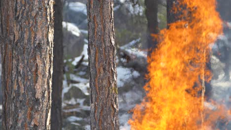 Large-flames-and-heat-waves-in-a-forest-fire