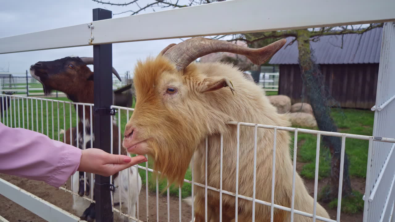 Girl's tender interaction with Goats Behind Fences, a girl from a farm feeds a white goat from her hands