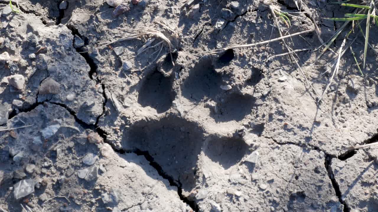 Impronta di zampa essiccata nel fango