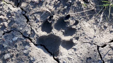 huella de la pata se secó en el barro