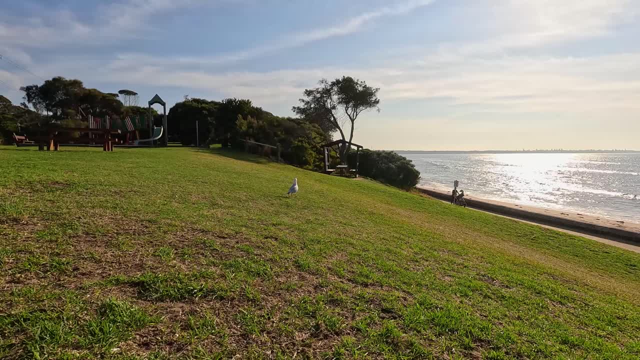 A seagull flies over a sunlit park by the ocean in Point Lonsdale, Australia, capturing serene coastal beauty