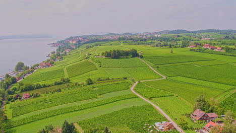 Antena-Panorámica-De-Hileras-De-Viñedos-Repartidas-Por-El-Paisaje-En-Staatsweingut