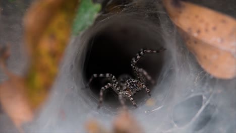 Eine-Spinne,-Die-In-Tieflandwäldern-Gefunden-Wird,-Mit-Einer-Netzschlinge-Auf-Dem-Boden,-Die-Wie-Ein-Trichter-Gestaltet-Ist,-Der-Sich-Von-Einem-Breiten-Zu-Einem-Schmalen-Tunnel-Verjüngt,-In-Dem-Sie-Ihre-Beute-Tief-Ins-Innere-Bringt