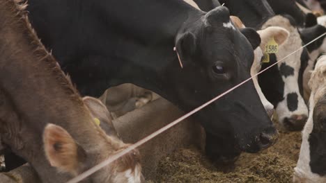 cows with ear tags eating from a trough