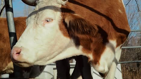 Well-Groomed-Cow-Looking-Camera-From-Behind-Fence